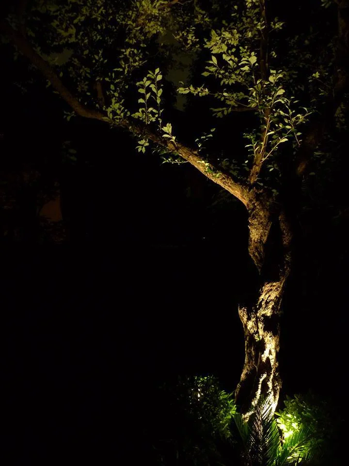 L Residence — garden tree washed against the dark